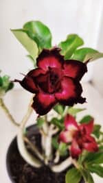 Planta Dobrada 2821 – 30cm – 02 anos - Imagem 3