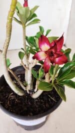 Planta Dobrada 2821 – 30cm – 02 anos - Imagem 4