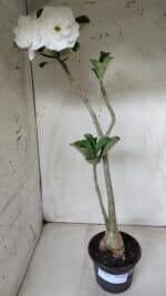 Planta Dobrada 2822 – 40cm – 03 anos - Imagem 2