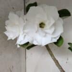 Planta Dobrada 2822 – 40cm – 03 anos