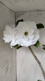 Planta Dobrada 2822 – 40cm – 03 anos