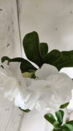 Planta Dobrada 2822 – 40cm – 03 anos - Imagem 4