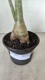 Planta Dobrada 2822 – 40cm – 03 anos - Imagem 6