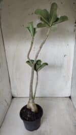 Planta Dobrada 2822 – 40cm – 03 anos - Imagem 5