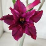 Planta Dobrada 2823 – 40cm – 03 anos