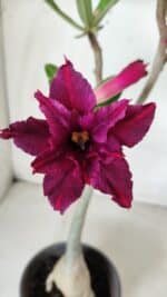 Planta Dobrada 2823 – 40cm – 03 anos