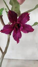 Planta Dobrada 2823 – 40cm – 03 anos - Imagem 4