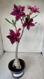 Planta Dobrada 2823 – 40cm – 03 anos - Imagem 9