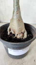 Planta Dobrada 2823 – 40cm – 03 anos - Imagem 8