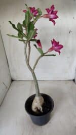 Planta Dobrada 2823 – 40cm – 03 anos - Imagem 7