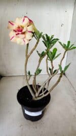 Planta Dobrada 2824 – 30cm – 02 anos - Imagem 2