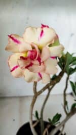 Planta Dobrada 2824 – 30cm – 02 anos