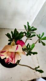 Planta Dobrada 2824 – 30cm – 02 anos - Imagem 5