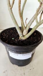 Planta Dobrada 2824 – 30cm – 02 anos - Imagem 8