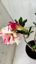 Planta Dobrada 2824 – 30cm – 02 anos - Imagem 4