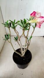 Planta Dobrada 2824 – 30cm – 02 anos - Imagem 7