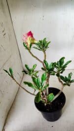 Planta Dobrada 2824 – 30cm – 02 anos - Imagem 6