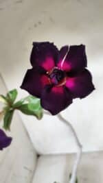 Planta Dobrada 2825 – 40cm – 03 anos - Imagem 4