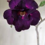 Planta Dobrada 2825 – 40cm – 03 anos