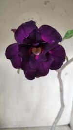 Planta Dobrada 2825 – 40cm – 03 anos