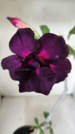 Planta Dobrada 2825 – 40cm – 03 anos - Imagem 5