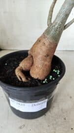 Planta Dobrada 2825 – 40cm – 03 anos - Imagem 6