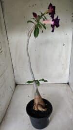 Planta Dobrada 2825 – 40cm – 03 anos - Imagem 9