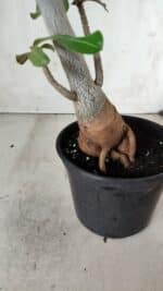 Planta Dobrada 2825 – 40cm – 03 anos - Imagem 8