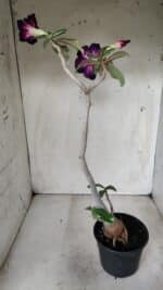 Planta Dobrada 2825 – 40cm – 03 anos - Imagem 7