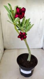 Planta Dobrada 2826 – 30cm – 02 anos - Imagem 2