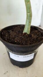 Planta Dobrada 2826 – 30cm – 02 anos - Imagem 6