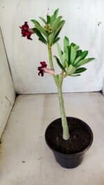 Planta Dobrada 2826 – 30cm – 02 anos - Imagem 5