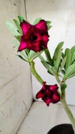 Planta Dobrada 2826 – 30cm – 02 anos - Imagem 4