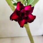 Planta Dobrada 2826 – 30cm – 02 anos