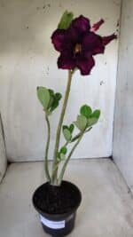 Planta Dobrada 2827 – 35cm – 03 anos - Imagem 2