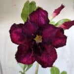 Planta Dobrada 2827 – 35cm – 03 anos