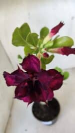 Planta Dobrada 2827 – 35cm – 03 anos - Imagem 4