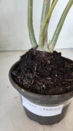 Planta Dobrada 2827 – 35cm – 03 anos - Imagem 6