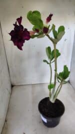 Planta Dobrada 2827 – 35cm – 03 anos - Imagem 5