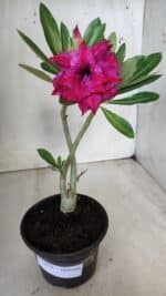 Planta Dobrada 2828 – 25cm – 02 anos - Imagem 2