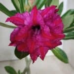 Planta Dobrada 2828 – 25cm – 02 anos