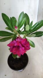 Planta Dobrada 2828 – 25cm – 02 anos - Imagem 4