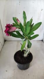 Planta Dobrada 2828 – 25cm – 02 anos - Imagem 5