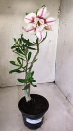 Planta Dobrada 2829 – 30cm – 02 anos - Imagem 2