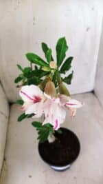 Planta Dobrada 2829 – 30cm – 02 anos - Imagem 4