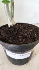 Planta Dobrada 2829 – 30cm – 02 anos - Imagem 7