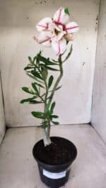 Planta Dobrada 2829 – 30cm – 02 anos - Imagem 6