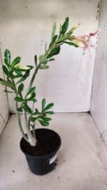 Planta Dobrada 2829 – 30cm – 02 anos - Imagem 5