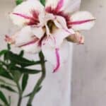 Planta Dobrada 2829 – 30cm – 02 anos