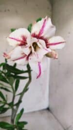 Planta Dobrada 2829 – 30cm – 02 anos